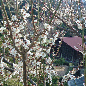 湯河原では梅の花が咲き始め春の訪れを感じます。